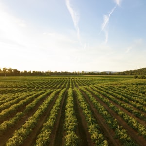 Agricultural Sciences